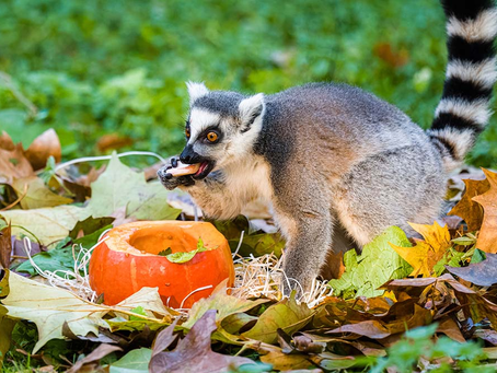 Podzim a zima v českých zoologických zahradách: akce, které nesmíte propásnout