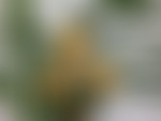 交配種春蘭:夢の輝