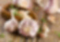 Garlic, California