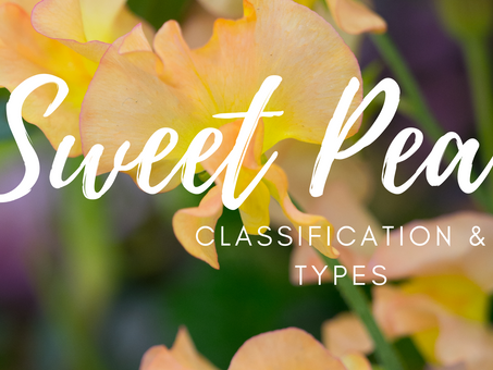 Sweet Pea Types