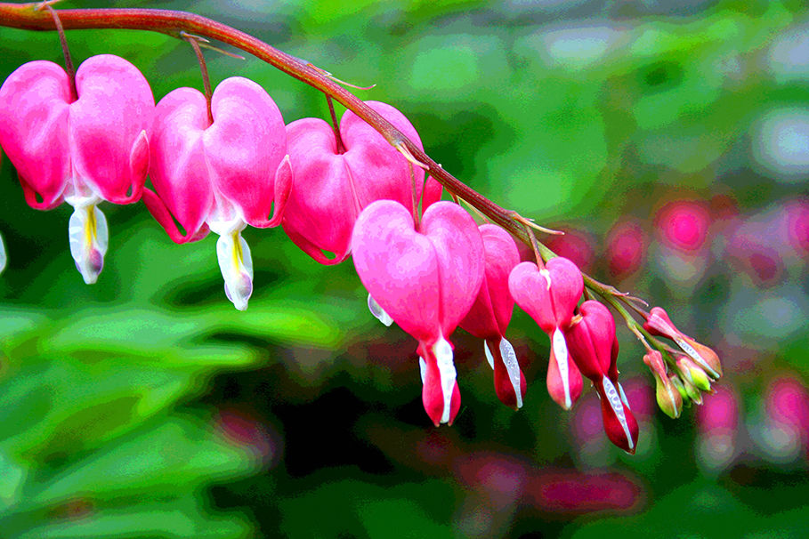 Bleeding heart flowers
