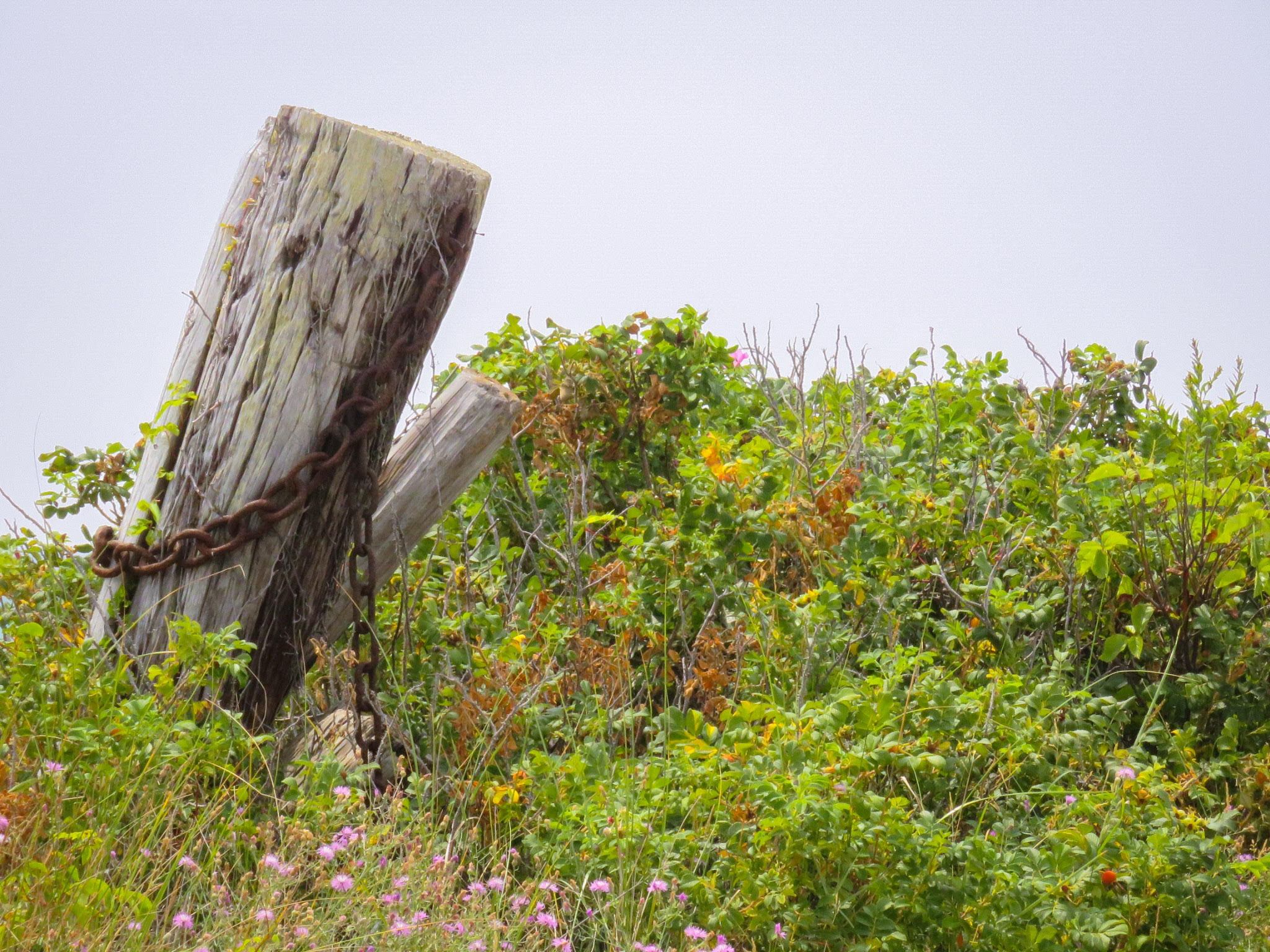 Fence post with rusted chain among grasses and wildflowers