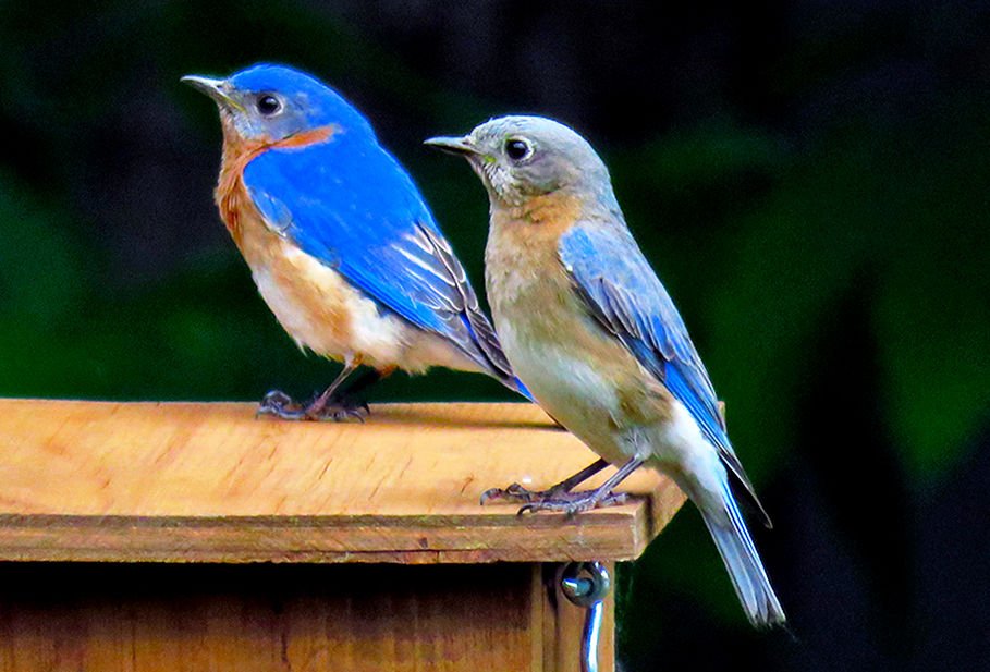 A pair of Eastern bluebirds perches on a nesting box