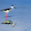 Thumbnail: Black-necked stilt with reflection in water