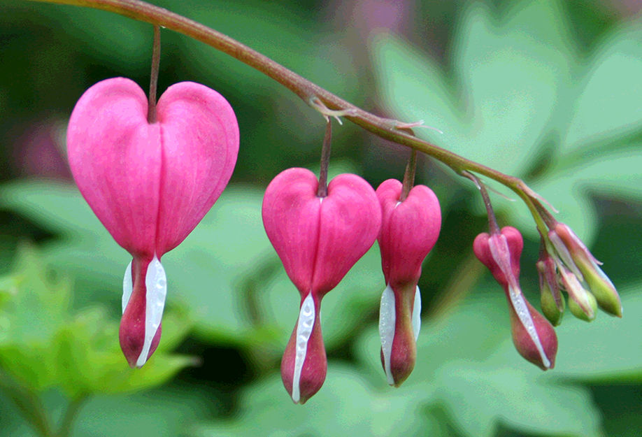Bleeding heart flowers