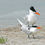 Thumbnail: Royal tern breeding pair