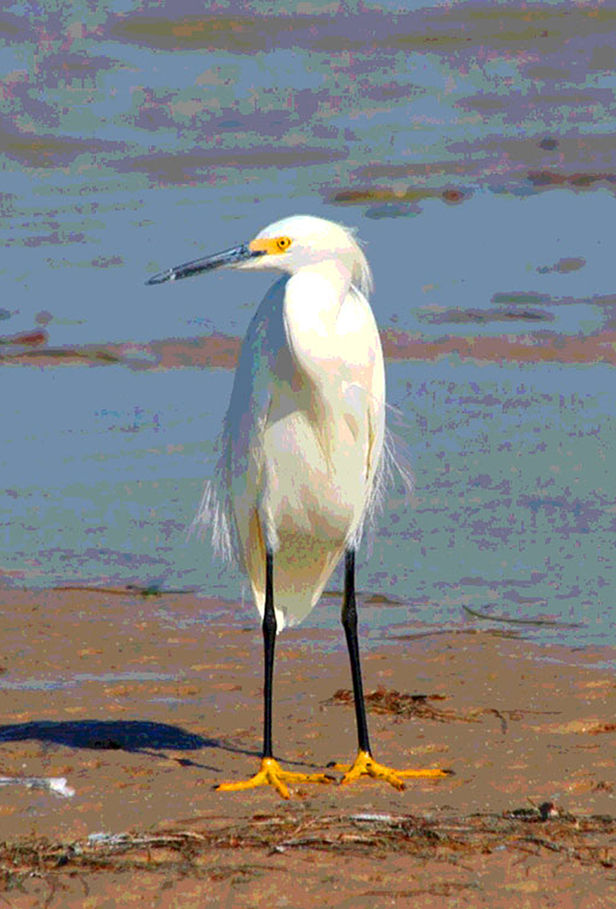 Snowy egret standing on a beach