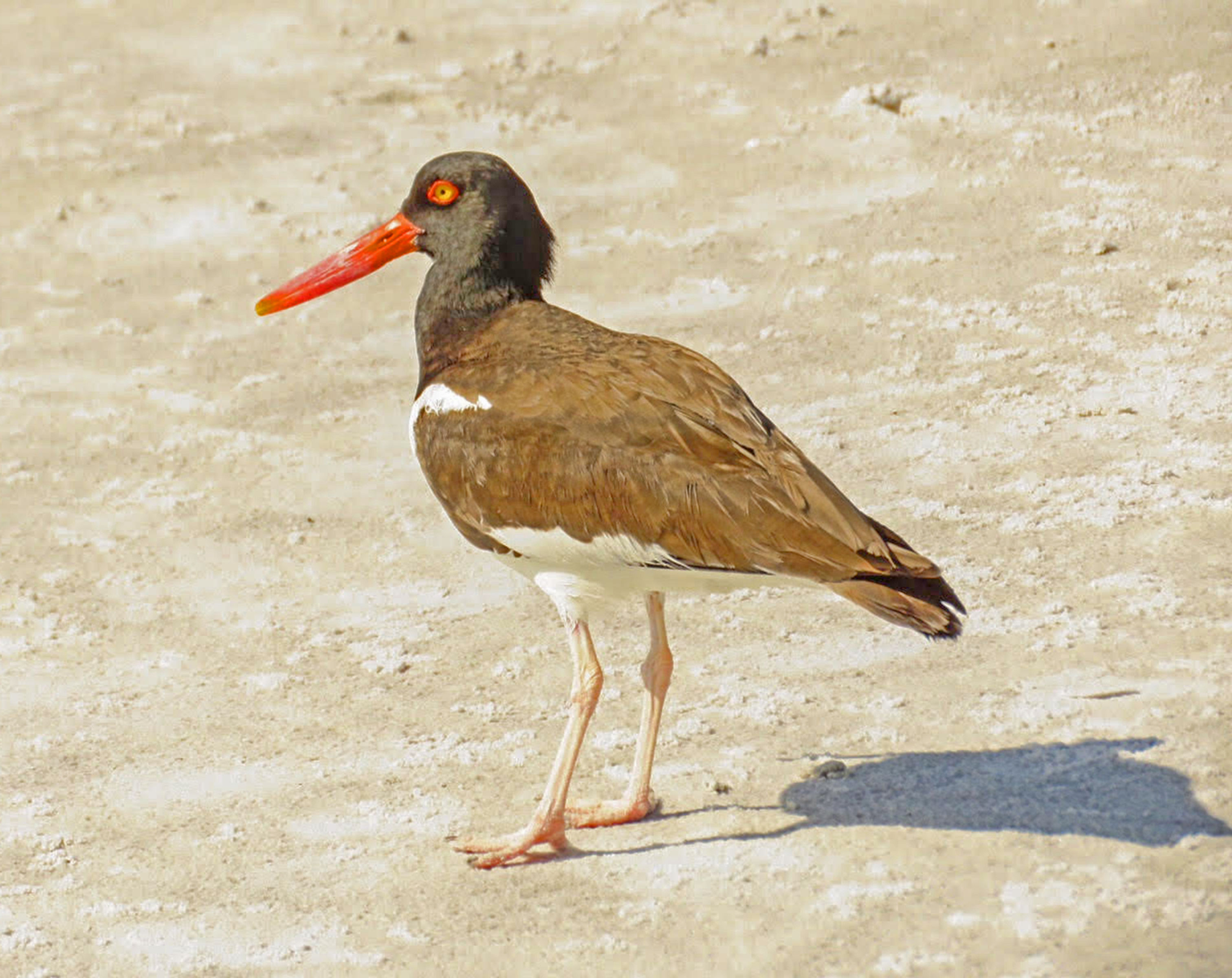 American oystercatcher