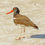 Thumbnail: American oystercatcher