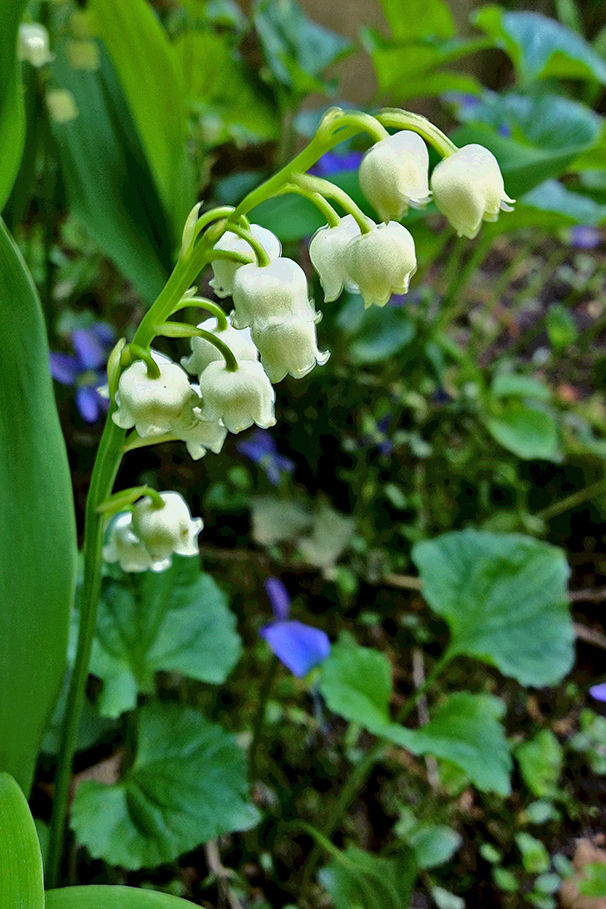 White lily of the valley flowers, with violets in background