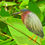 Thumbnail: Green heron perched on a cluster of leaves