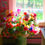 Thumbnail: Vase of silk flowers beside window