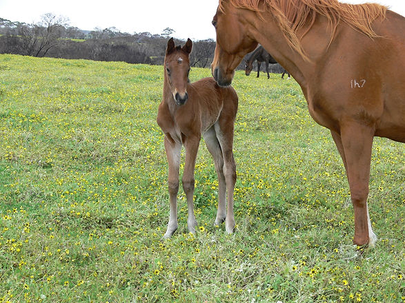 Baby Foal no 2.jpg