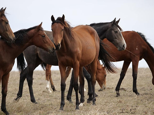 Foals 1.jpg