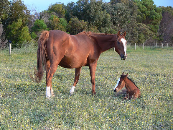 Dam & Filly 2020 - 3.jpg