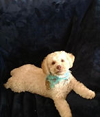 Kona Bear