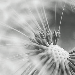 Close-up photo of a dandelion seed head