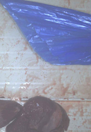 blue plastic inspection
