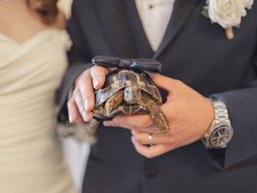 Pawfect Witness™ Story of Kam Kam｜A Tiny Tortoise, A Big Love at The Vancouver Club | A Vancity Officiant Ceremony Story
