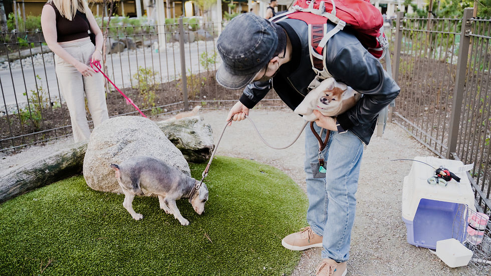 Fagu, a three-legged Miniature Schnauzer, arriving in Vancouver from Fuzhou, China in 2023