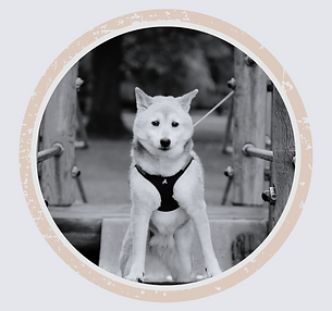 Fi Chai, the late canine ambassador whose legacy lives on in every ceremony|已故狗狗大使Fi柴(Fi Chai)頭像,紀念其精神傳承