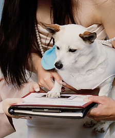 Dolce, a rescue dog who immigrated from the United Kingdom to Canada with her owner, included in an elopement celebrating love, companionship, and reunion.