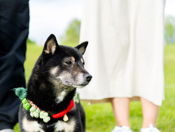 Include Your Pet in a Meaningful Wedding Ceremony That Gives Back | Vancity Officiant Wedding Guide