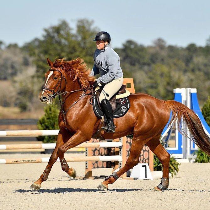 HOME MC Sport Horses Top European bloodlines, bred and raised in