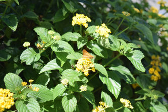 DSC_0025.JPG