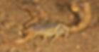 O. Martensii Venom