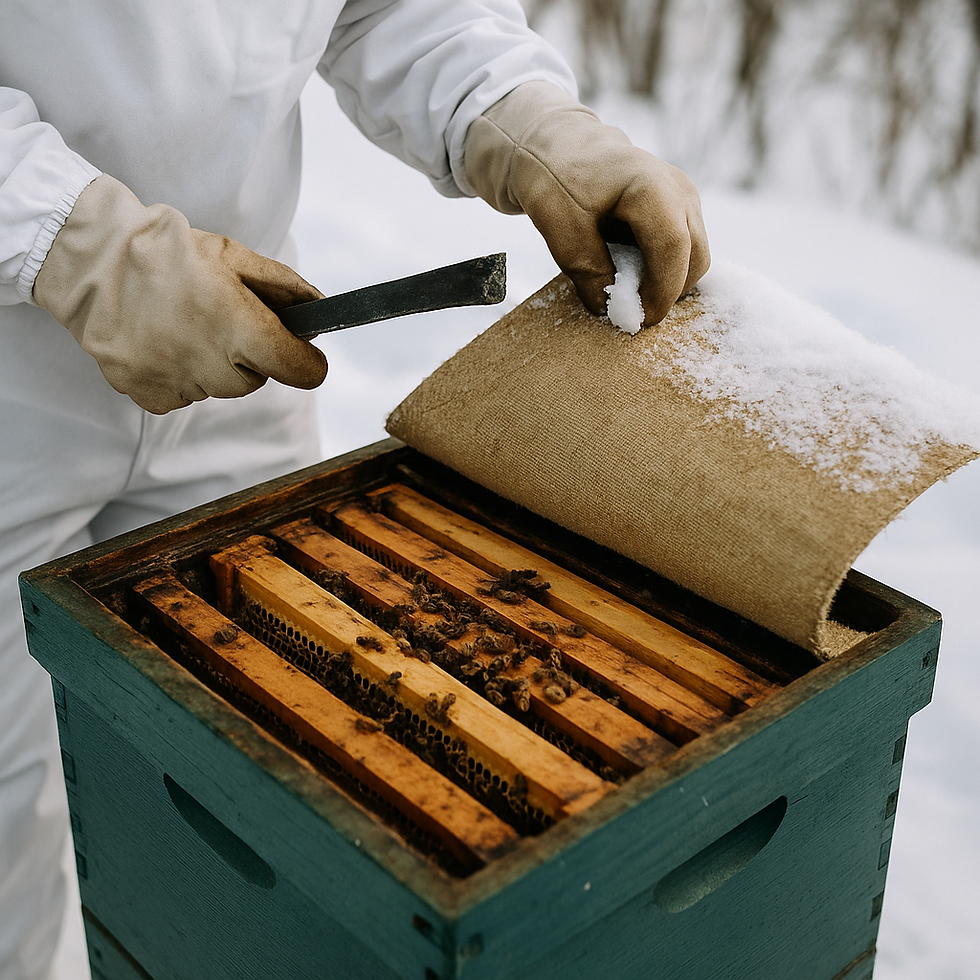 Winterizing bee colony