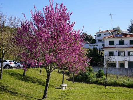 Cores de Abrantes
