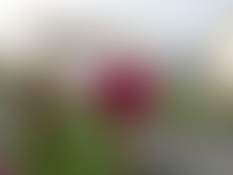 Olhares | Exposição de Crisântemos