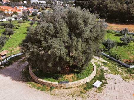 #patrocinado | A milenar Oliveira do Mouchão