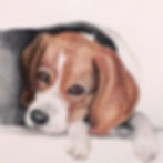 Liegender Hund