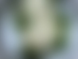 רוטב לברוקולי