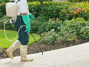 הדברת מזיקים