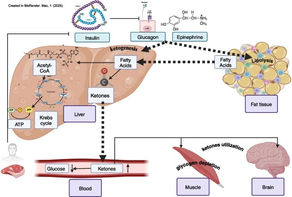 תזונה קטוגנית והשמנה - מה אומרים המחקרים?