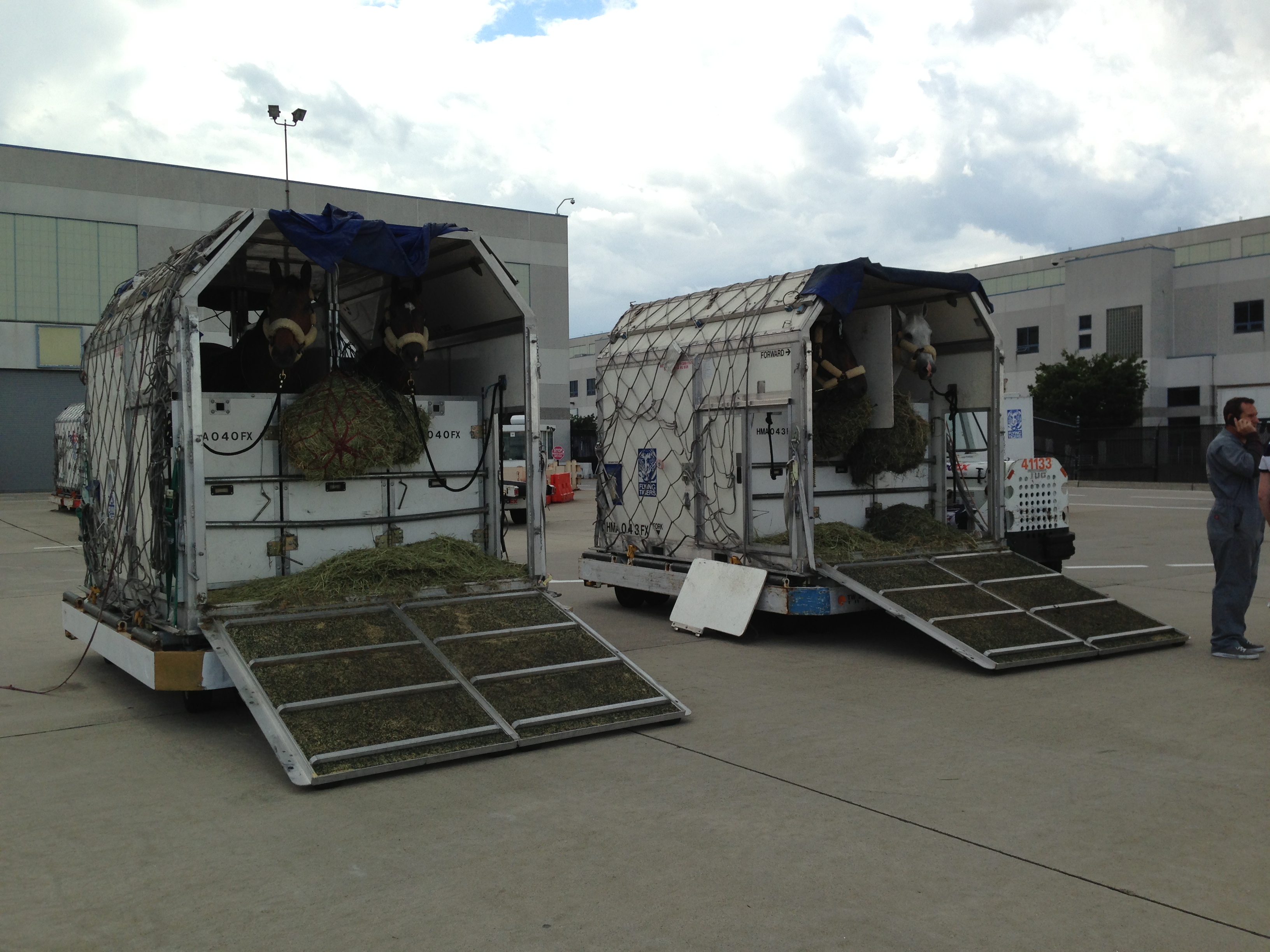 Apollo Equine Equine Air Transport