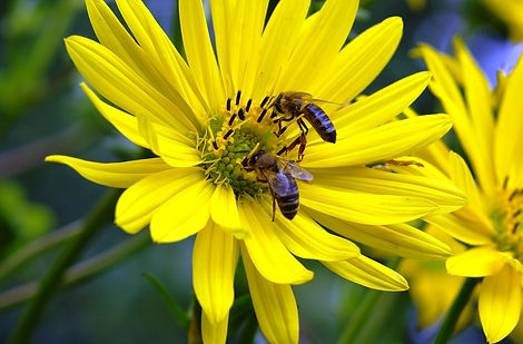bees-2471751_960_720.jpg