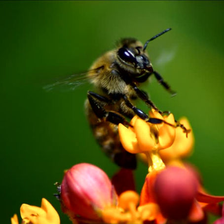 Abejas, el animal más importante en el planeta.