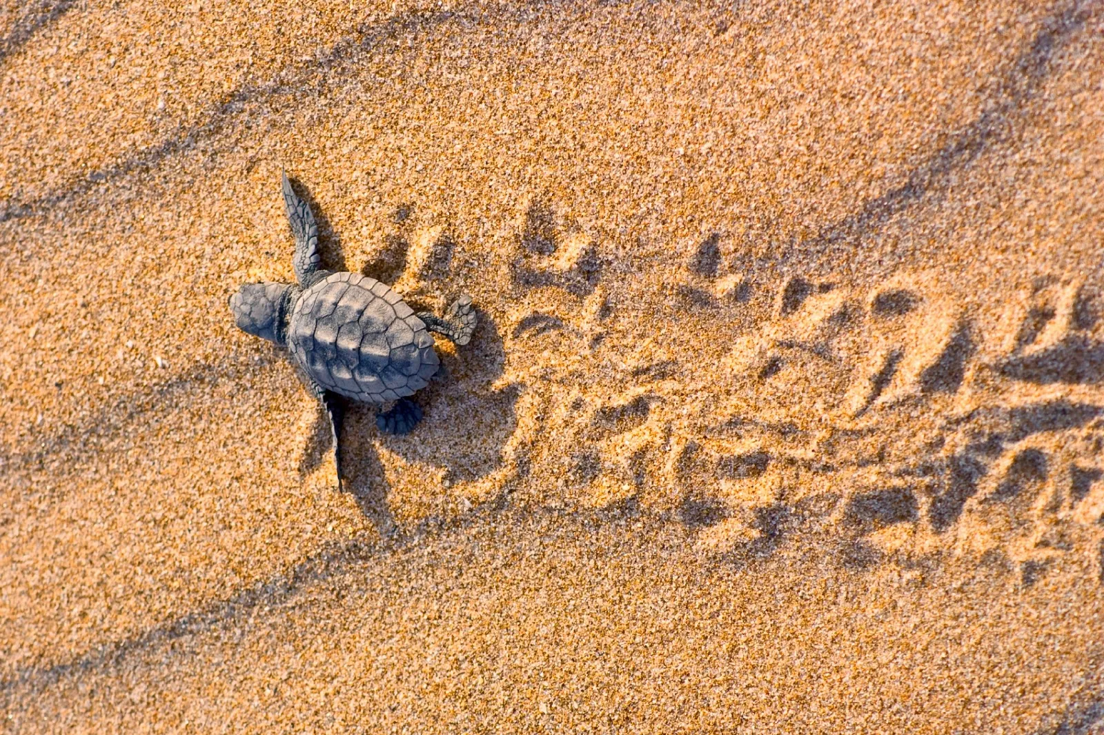 Turtle watching