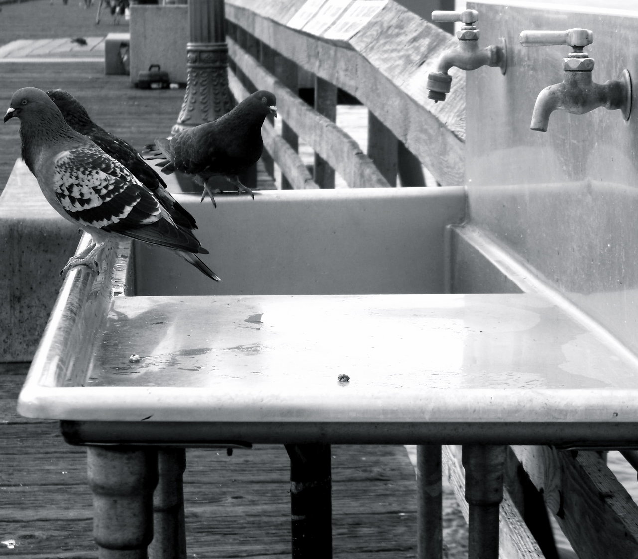 #occupypigeons faucet 2