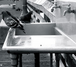 #occupypigeons faucet 2
