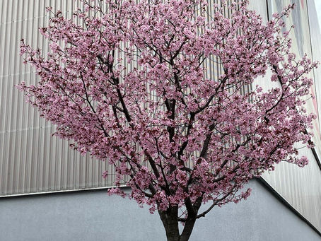 APRIL:  A Swiss Sakura