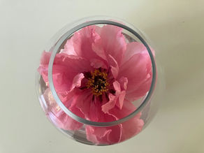 MAY:  Peonies
