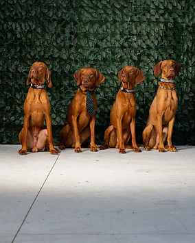 Ședințe Foto Pentru Câini