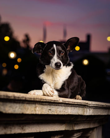 Ședință foto pentru câini
