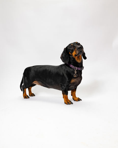 dog photographer in bucharest