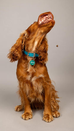 Ședință foto pentru câini